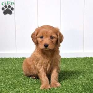 Evie, Mini Goldendoodle Puppy