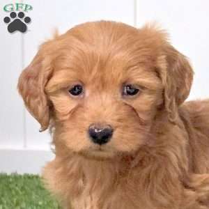 Evie, Mini Goldendoodle Puppy