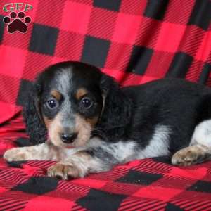 Ezra, Dachshund Puppy