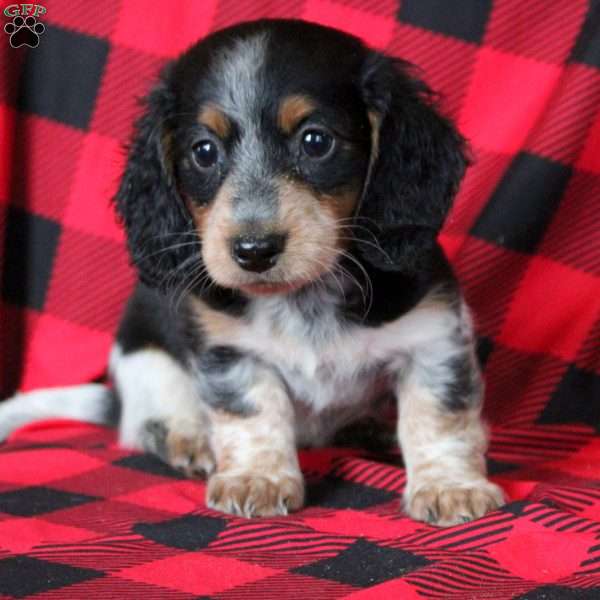 Ezra, Dachshund Puppy