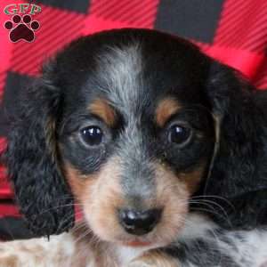 Ezra, Dachshund Puppy