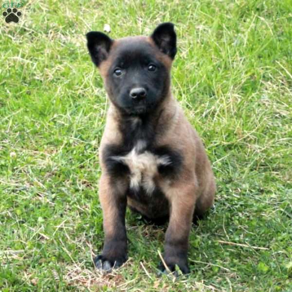 Fable, Belgian Malinois Puppy