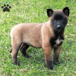 Fable, Belgian Malinois Puppy