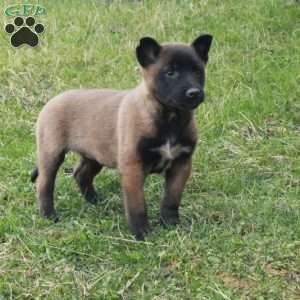 Fable, Belgian Malinois Puppy