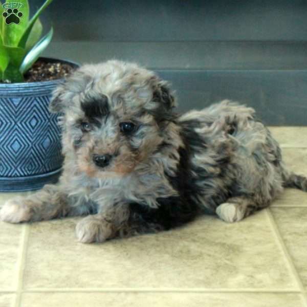 Faith, Miniature Poodle Puppy