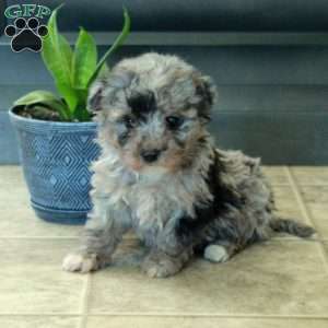 Faith, Miniature Poodle Puppy