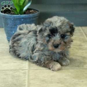 Faith, Miniature Poodle Puppy