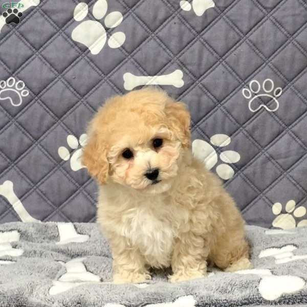 Fancy, Bich-Poo Puppy