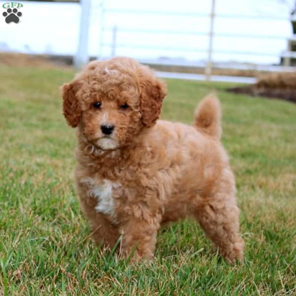 Fancy, Miniature Poodle Puppy