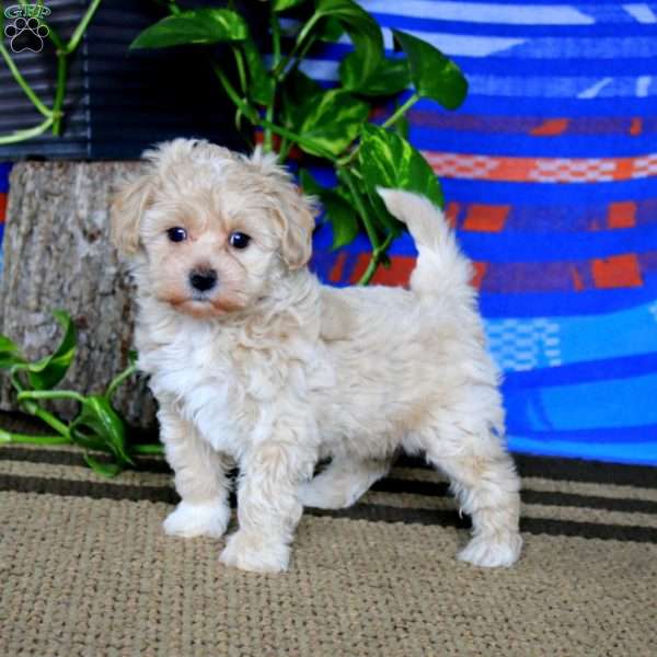 Fancy, Havapoo Puppy