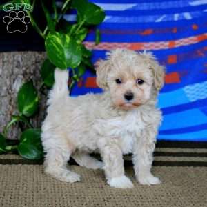 Fancy, Havapoo Puppy