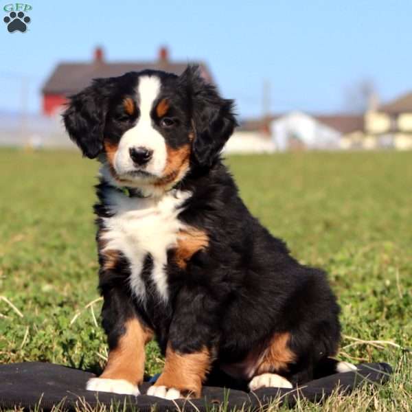 Fanta, Bernese Mountain Dog Puppy
