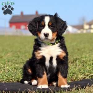 Fanta, Bernese Mountain Dog Puppy