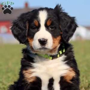 Fanta, Bernese Mountain Dog Puppy