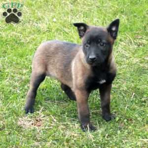 Fawn, Belgian Malinois Puppy