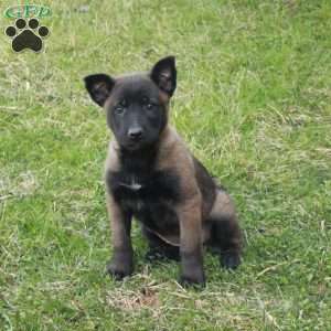 Fawn, Belgian Malinois Puppy