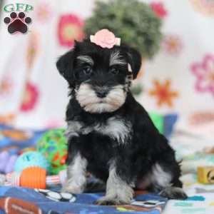 Faye, Miniature Schnauzer Puppy