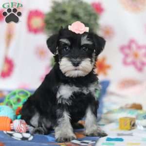 Faye, Miniature Schnauzer Puppy