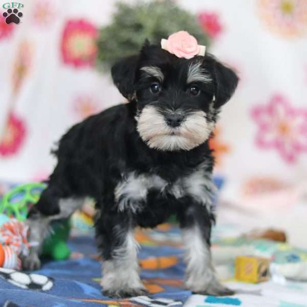 Faye, Miniature Schnauzer Puppy