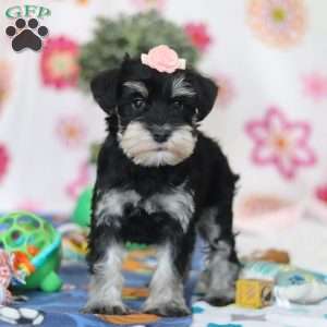 Faye, Miniature Schnauzer Puppy