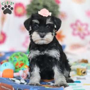 Faye, Miniature Schnauzer Puppy