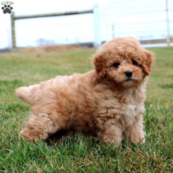 Fergie, Miniature Poodle Puppy