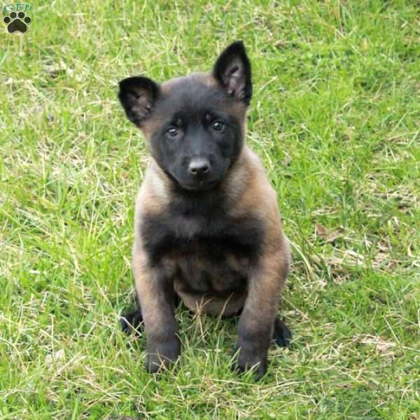 Fern, Belgian Malinois Puppy