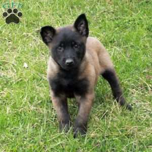 Fern, Belgian Malinois Puppy