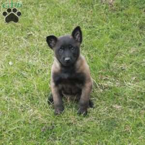 Fern, Belgian Malinois Puppy