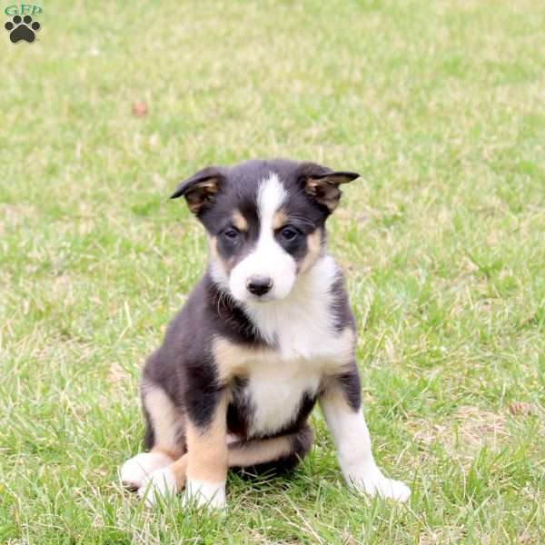 Fig, Border Collie Puppy