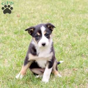 Fig, Border Collie Puppy