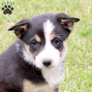 Fig, Border Collie Puppy