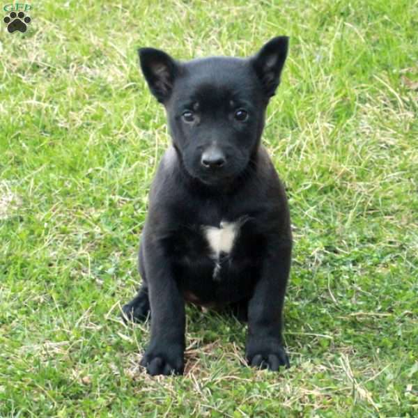 Finch, Belgian Malinois Puppy