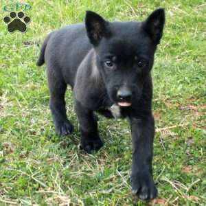Finch, Belgian Malinois Puppy
