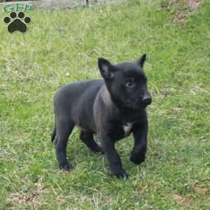 Finch, Belgian Malinois Puppy