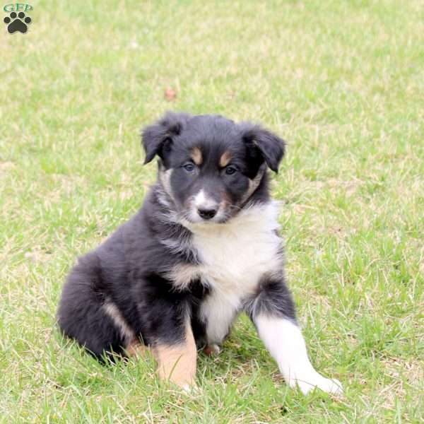 Finn, Border Collie Puppy
