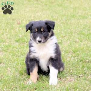Finn, Border Collie Puppy