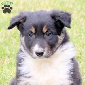 Finn, Border Collie Puppy
