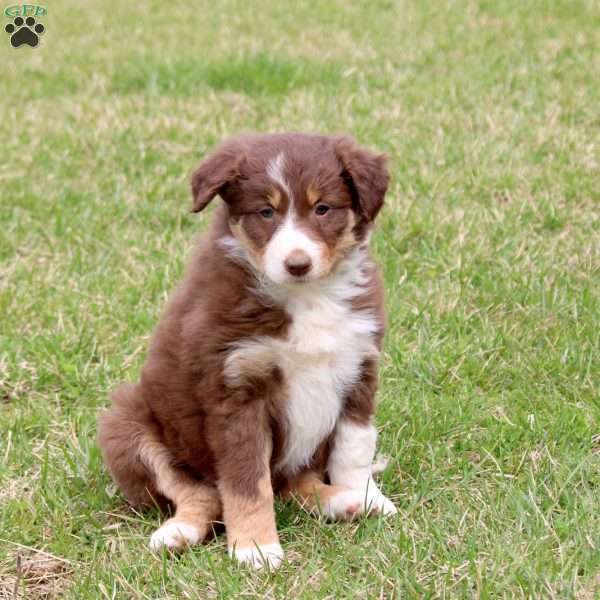 Fiona, Border Collie Puppy