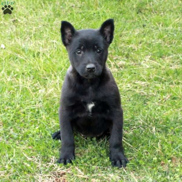 Fiona, Belgian Malinois Puppy