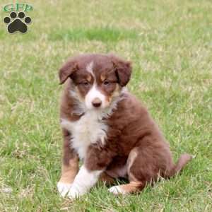 Fiona, Border Collie Puppy