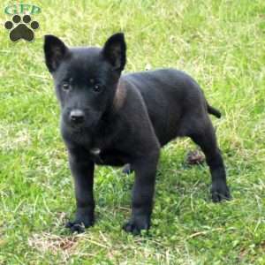 Fiona, Belgian Malinois Puppy