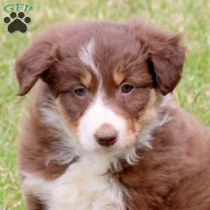 Fiona, Border Collie Puppy