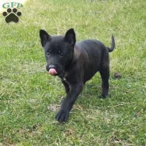 Fiona, Belgian Malinois Puppy