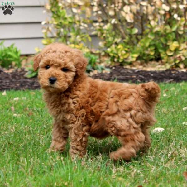 Fizzy, Mini Goldendoodle Puppy