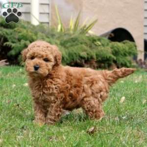Fizzy, Mini Goldendoodle Puppy