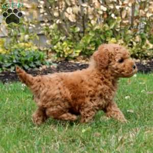 Fizzy, Mini Goldendoodle Puppy