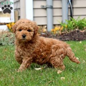 Fizzy, Mini Goldendoodle Puppy