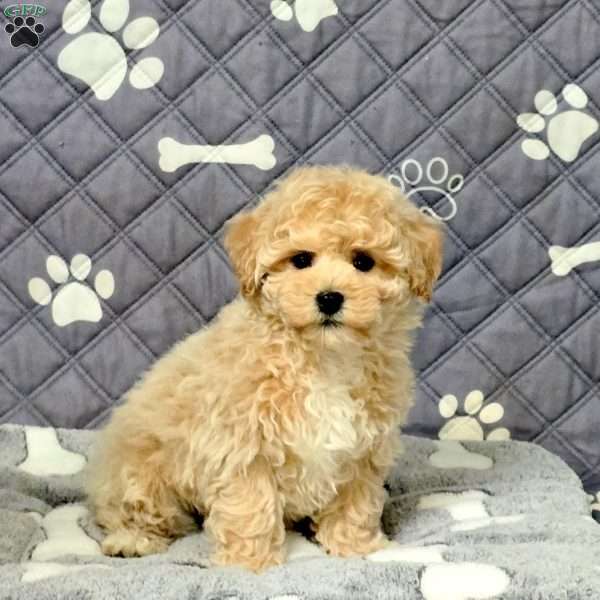 Flash, Bich-Poo Puppy