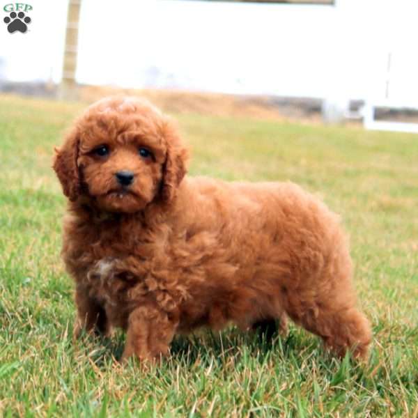 Flash, Miniature Poodle Puppy